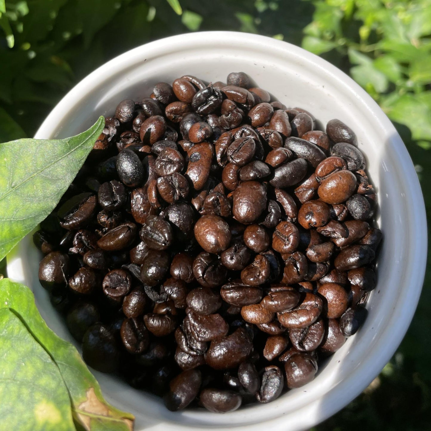 Kalinga Robusta